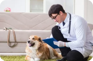 atendimento domiciliar na clínica asa veterinária