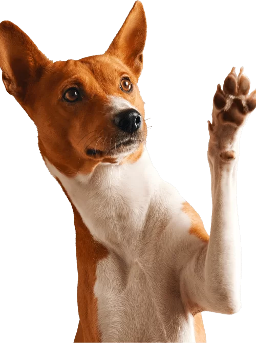cachorro