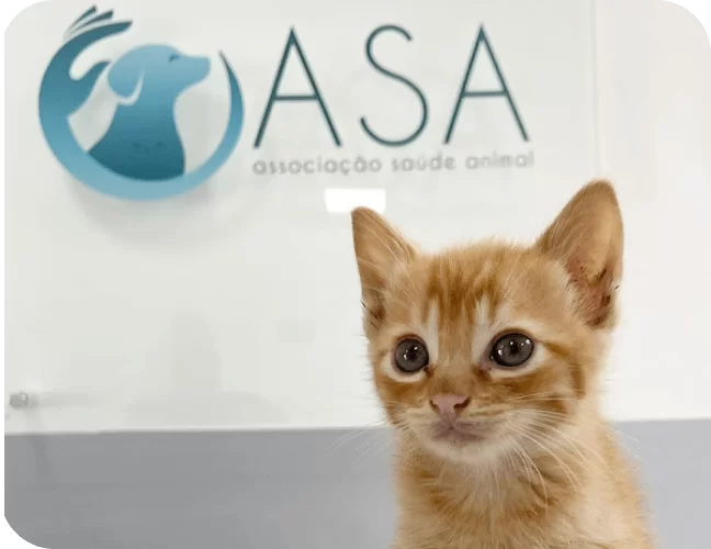 conheça a clínica veterinária asa