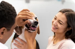 consultas na clínica asa veterinária