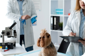 exames laboratriais na clínica asa veterinária