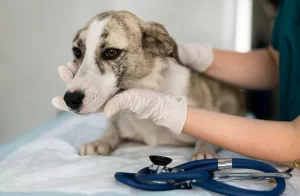 internação na clínica veterinária asa