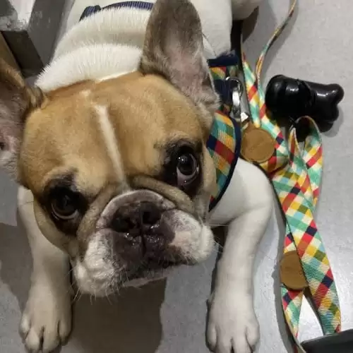 paciente veterinaria asa 2