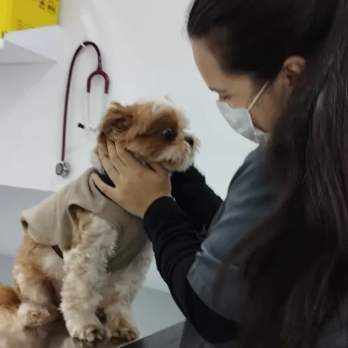 paciente veterinaria asa 3