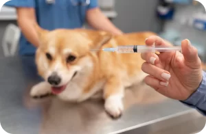 vacinas na clínica asa veterinária